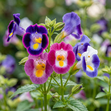 Torenia Kauai Mix Flower Seeds