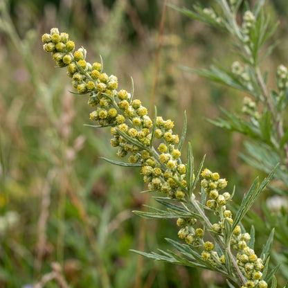 Mugwort Herb Seeds for Gardens