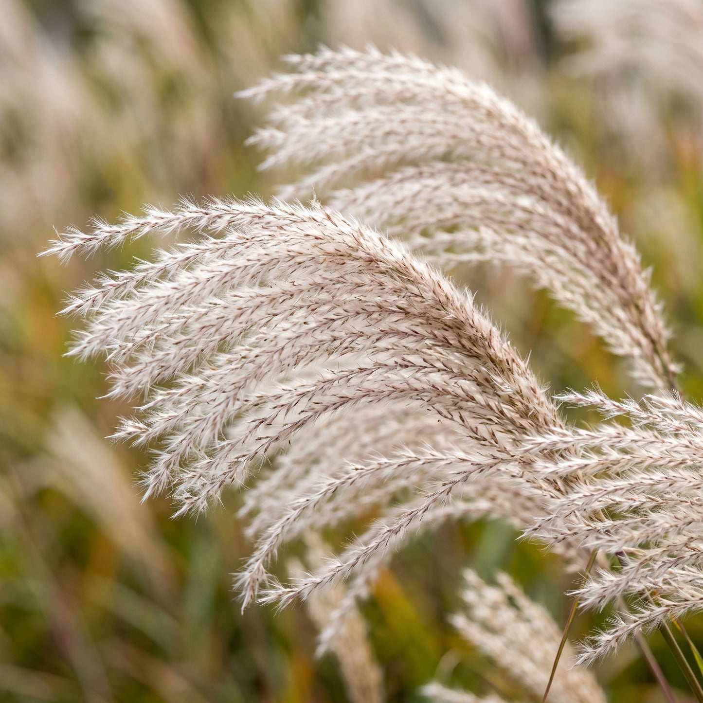 Miscanthus Hybrid Grass Seeds