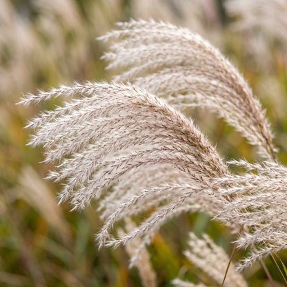 Miscanthus Hybrid Grass Seeds