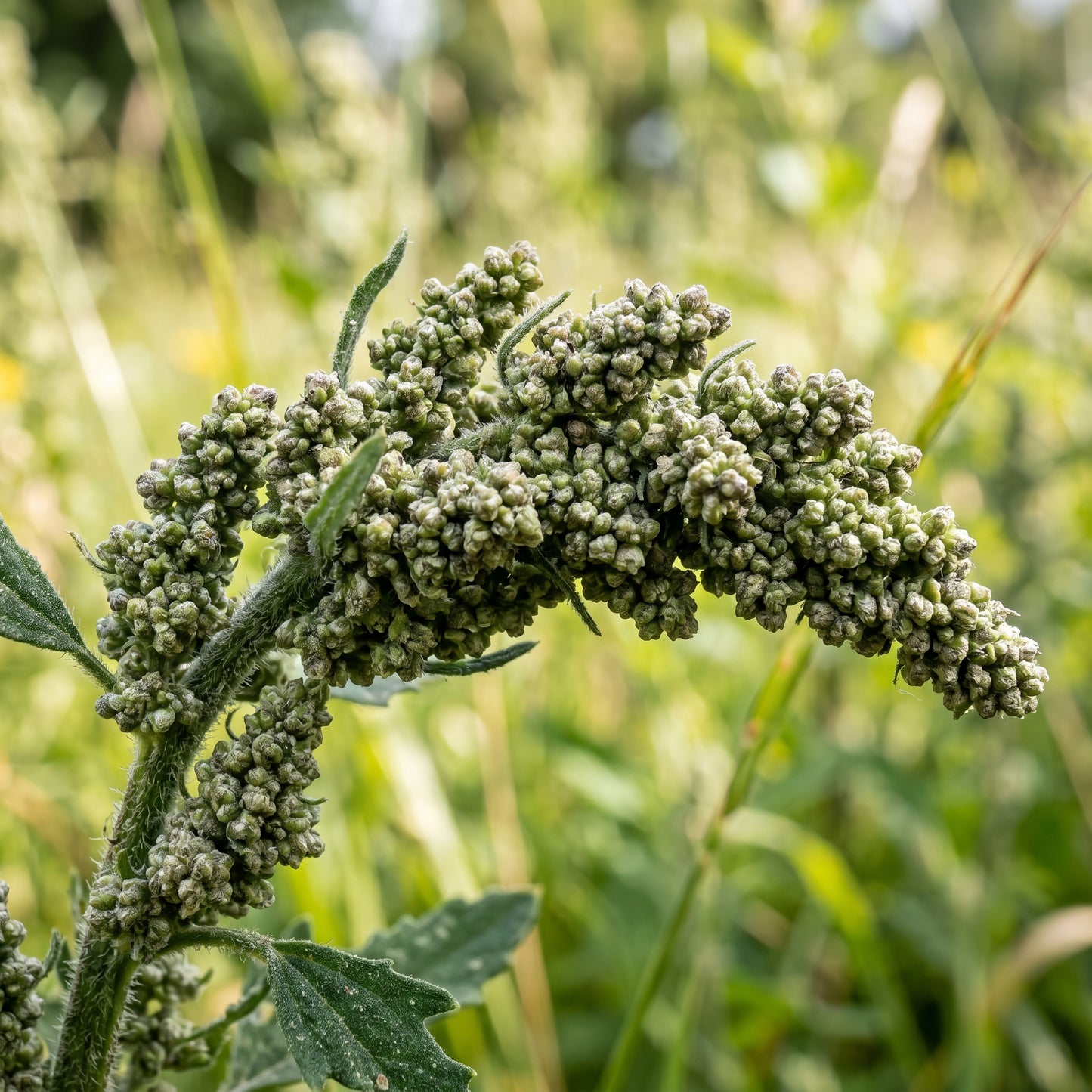 Lambs Quarter Wild Herb Seeds