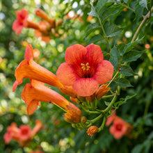 Trumpet Vine Flower Seeds