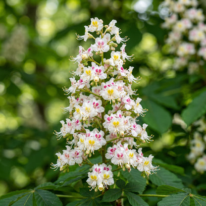 Horse Chestnut Tree Seeds