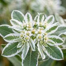Snow on Mountain Flower Seeds