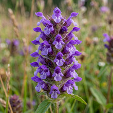 Prunella Vulgaris Herb Seeds