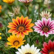 Gazania Flower Mix Seeds