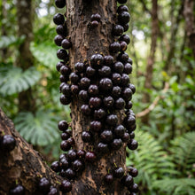 Jabuticaba Fruit Tree Seeds