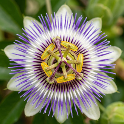 Purple Passion Fruit Seeds