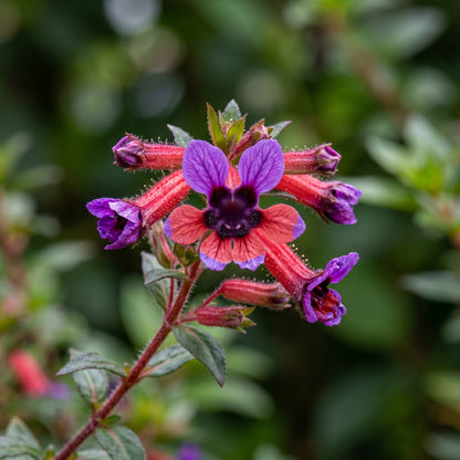 Bat-Faced Cuphea Live Flower Plant for Patio Pots