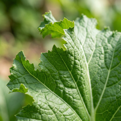 Wasabi Mustard Green Seeds (Brassica juncea) – Spicy Leaf Mustard Seeds