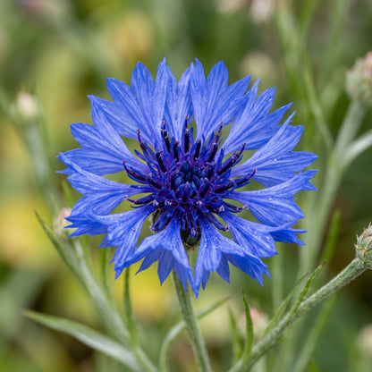 Dwarf Blue Bachelor Button Seeds (Centaurea cyanus) – Cornflower Flower Seeds