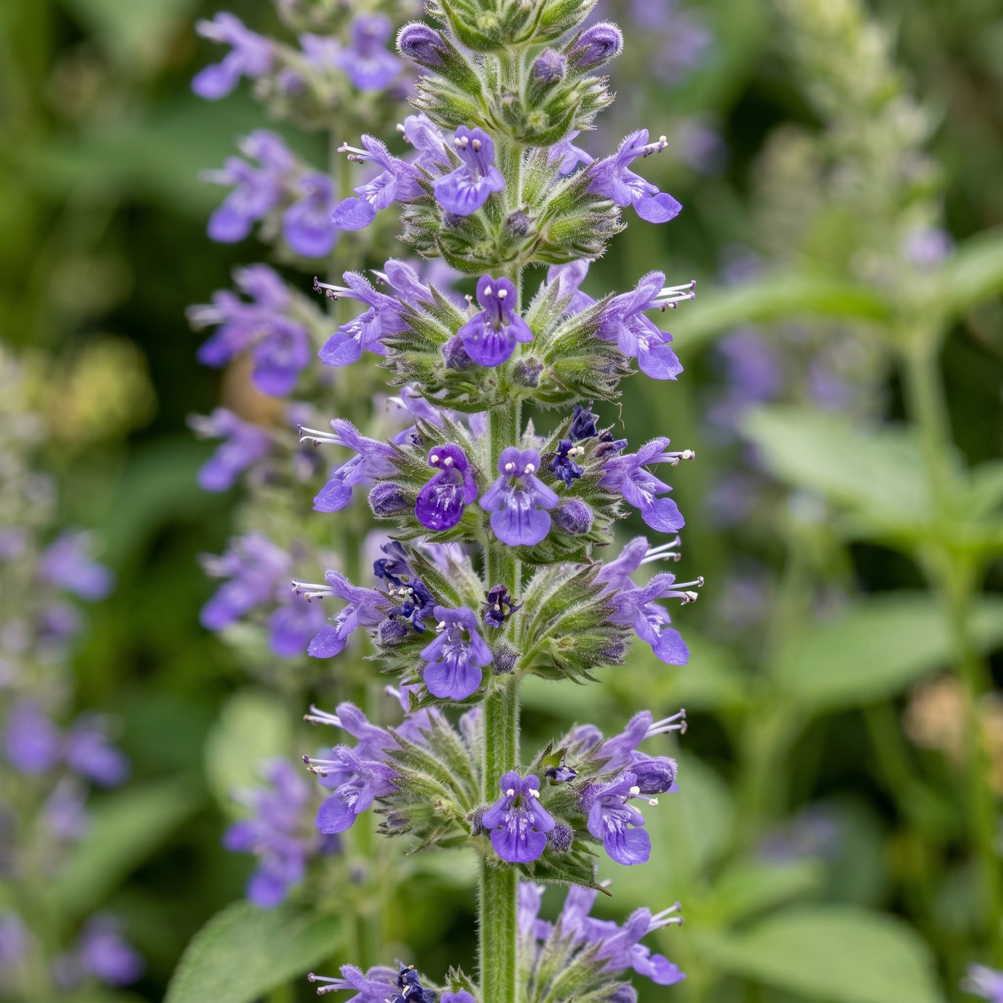 Chia Seeds (Salvia hispanica) – Heirloom Chia Herb Seeds