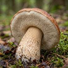 Porcini Mushroom Spores (Boletus edulis) – King Bolete Mushroom Spawn