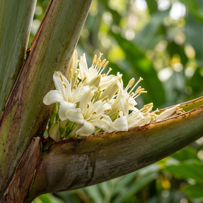 Traveler’s Palm Seeds (Ravenala madagascariensis) – Bird of Paradise Palm Seeds