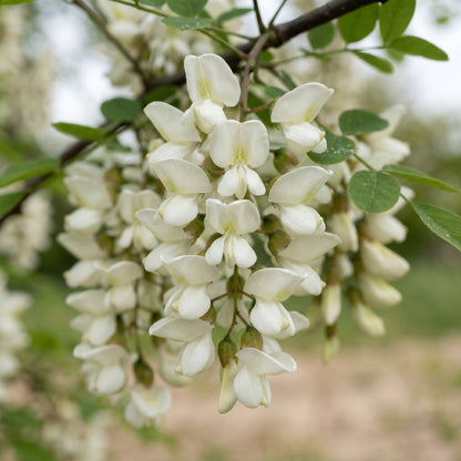 Black Locust Seeds (Robinia pseudoacacia) – Nitrogen Fixing Tree Seeds