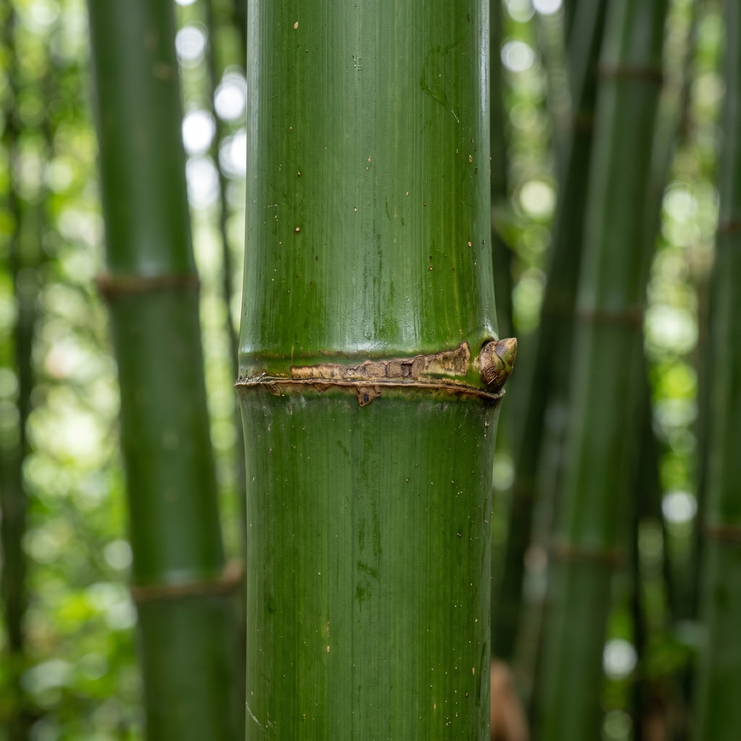 Giant Bamboo Seeds (Bambusa spp.) – Fast Growing Bamboo Seeds