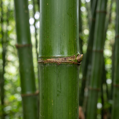 Giant Bamboo Seeds (Bambusa spp.) – Fast Growing Bamboo Seeds