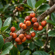 Rubber Banyan Seeds (Ficus benghalensis) – Banyan Tree Seeds