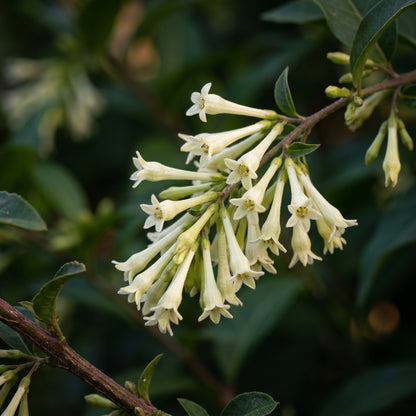 Night Fragrant Wood Seeds (Cestrum nocturnum) – Fragrant Flowering Shrub Seeds