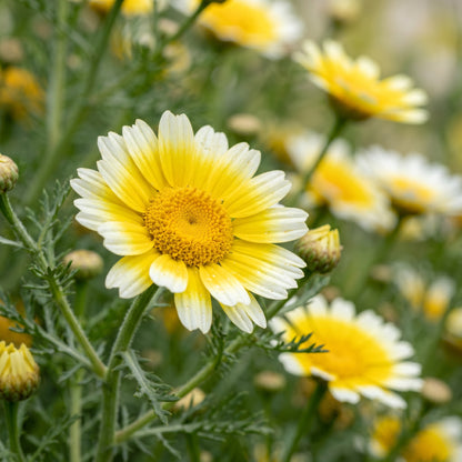 Garland Daisy Seeds (Glebionis coronaria) – Chrysanthemum Edible Flower Seeds