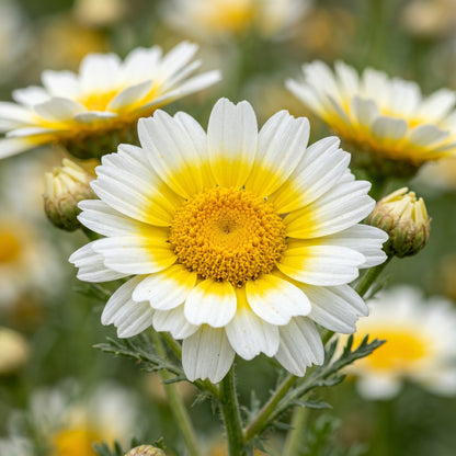 Garland Daisy Seeds (Glebionis coronaria) – Chrysanthemum Edible Flower Seeds