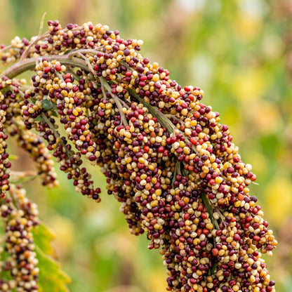 Quinoa Seeds (Chenopodium quinoa) – Bright Quinoa Grain Seeds