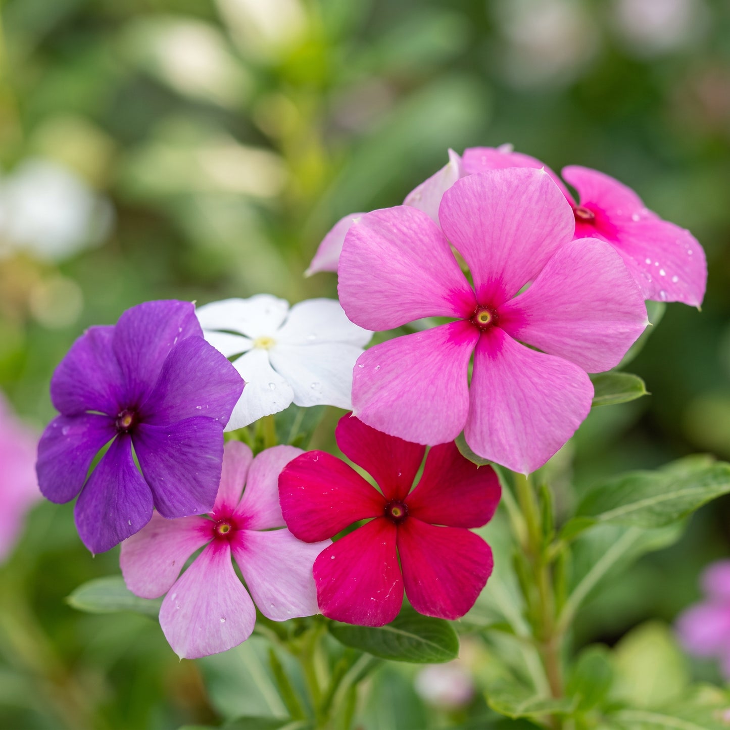 Madagascar Periwinkle Seeds (Catharanthus roseus) – Vinca Flower Seeds