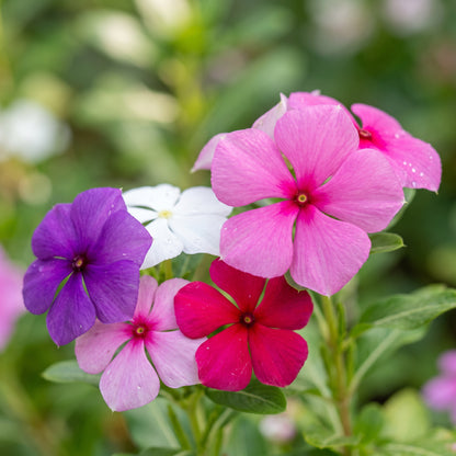Madagascar Periwinkle Seeds (Catharanthus roseus) – Vinca Flower Seeds