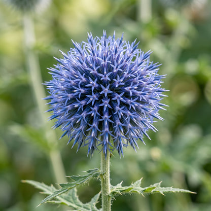 Blue Globe Thistle Root (Echinops bannaticus ‘Veitch’s Blue’) – Live Flowering Plant