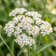 White Yarrow Seeds (Achillea millefolium) – Yarrow Flower Seeds