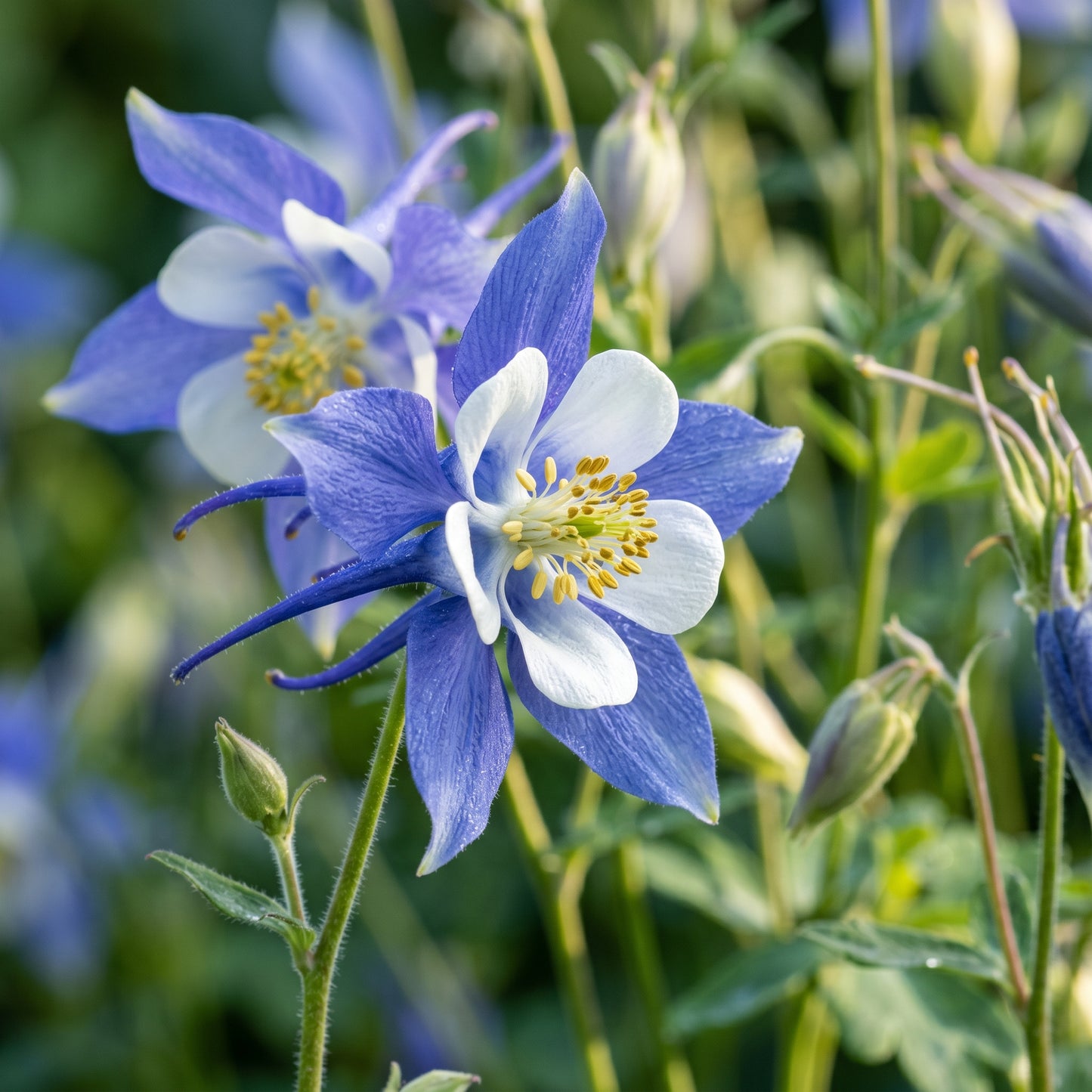 Blue Star Columbine Seeds (Aquilegia caerulea) – Columbine Flower Seeds