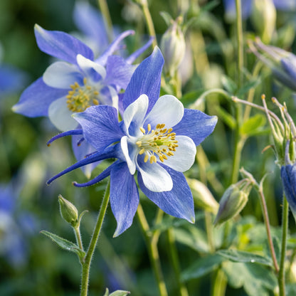 Blue Star Columbine Seeds (Aquilegia caerulea) – Columbine Flower Seeds