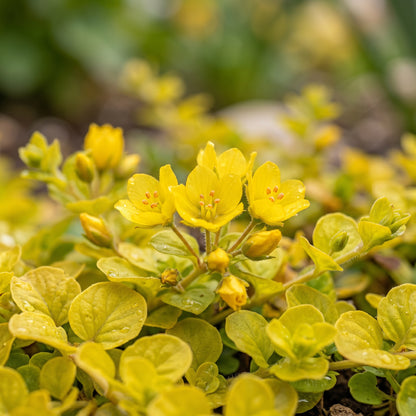 Golden Creeping Jenny Seeds (Lysimachia nummularia ‘Aurea’) – Trailing Ground Cover Seeds