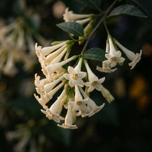 Night Blooming Jasmine Seeds (Cestrum nocturnum) – Raat Rani Flower Seeds