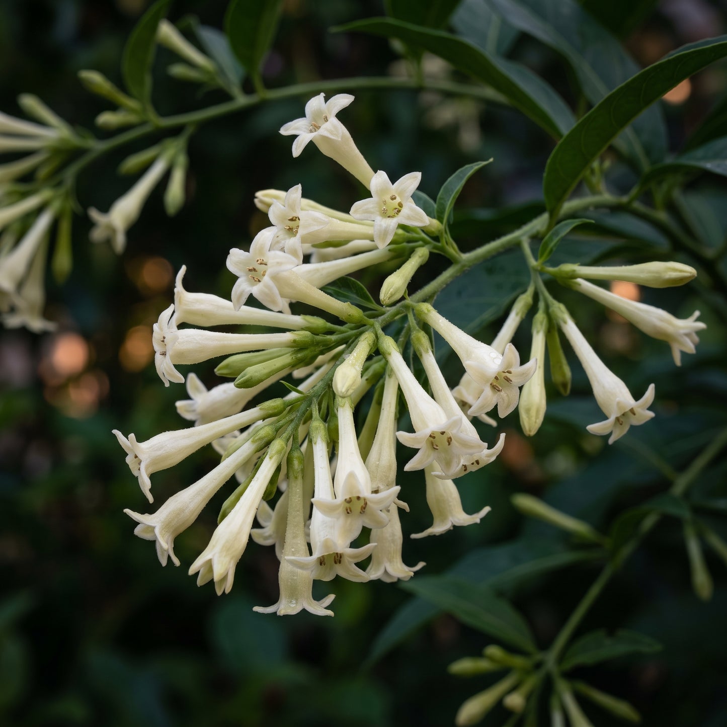 Night Blooming Jasmine Seeds (Cestrum nocturnum) – Raat Rani Flower Seeds
