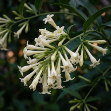 Night Blooming Jasmine Seeds (Cestrum nocturnum) – Raat Rani Flower Seeds