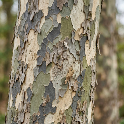 Oriental Plane Tree Seeds (Platanus orientalis) – Chinar Tree Seeds
