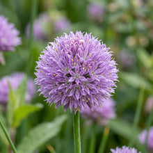 Chives Seeds (Allium schoenoprasum) – Heirloom Chive Herb Seeds