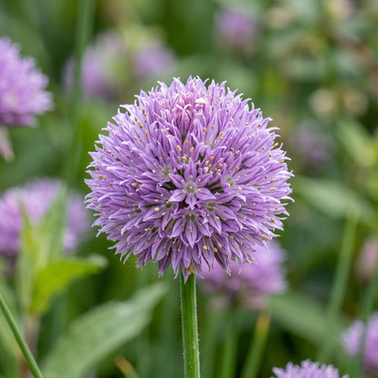Chives Seeds (Allium schoenoprasum) – Heirloom Chive Herb Seeds