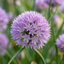 Chives Seeds (Allium schoenoprasum) – Heirloom Chive Herb Seeds