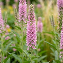 Speedwell Seeds (Veronica spicata) – Pink Spiked Speedwell Flower Seeds
