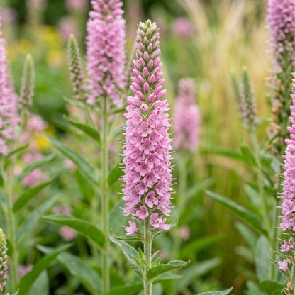 Speedwell Seeds (Veronica spicata) – Pink Spiked Speedwell Flower Seeds