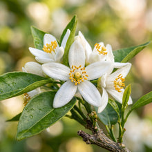 Tangerine Seeds (Citrus reticulata) – Mandarin Orange Fruit Tree Seeds