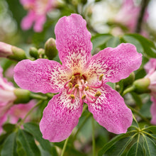 Silk Floss Tree Seeds (Ceiba speciosa) – Chorisia Speciosa Flowering Tree Seeds