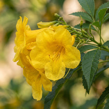 Yellow Bells Plant (Tecoma stans) – Yellow Trumpetbush Flower Shrub