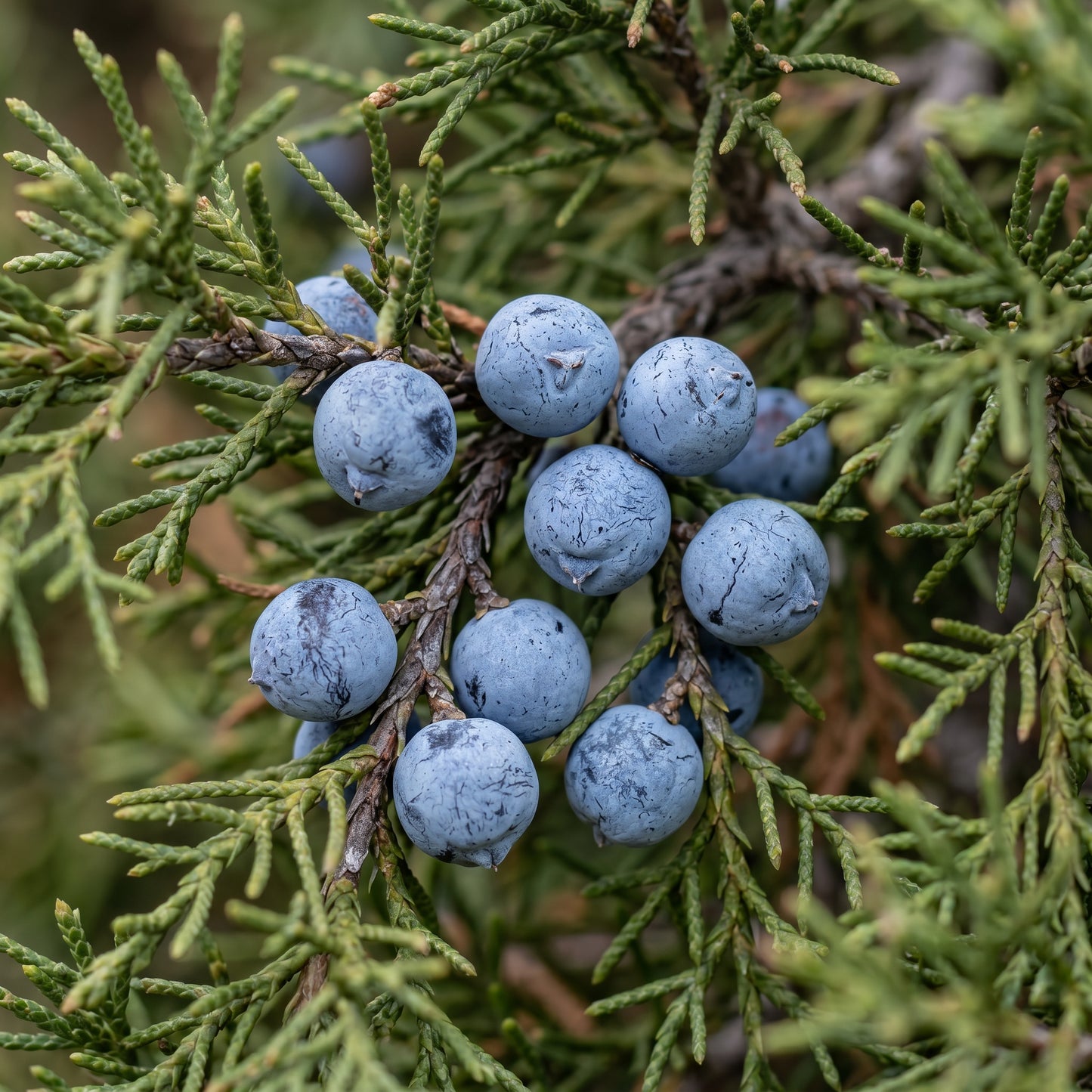 Rocky Mountain Juniper Seeds (Juniperus scopulorum) – Crimson Juniper Tree Seeds