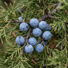 Rocky Mountain Juniper Seeds (Juniperus scopulorum) – Crimson Juniper Tree Seeds