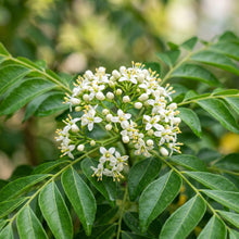 Curry Leaf Plant (Murraya koenigii) – Curry Leaves Plant