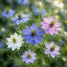 Love in a Mist Seeds (Nigella damascena) – Mixed Nigella Flower Seeds