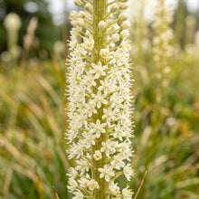 Bear Grass Seeds (Xerophyllum tenax) – Ornamental Bear Grass Seeds